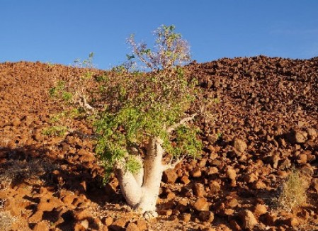 Namibia Namibia Wüstenbaum