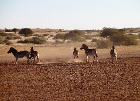 Namibia Pferde